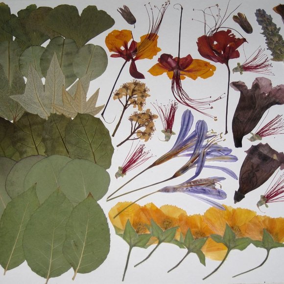 60 PCS Variety Pressed Flowers Leaves Leaf Peacock Mallow Lily Lavender Bottle B - Picture 6 of 6